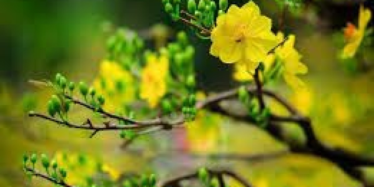 Tưới nước này mỗi ngày vào gốc cây mai, và hoa sẽ nở kịp Tết Nguyên Đán, kéo dài cả tháng mà không bị héo.