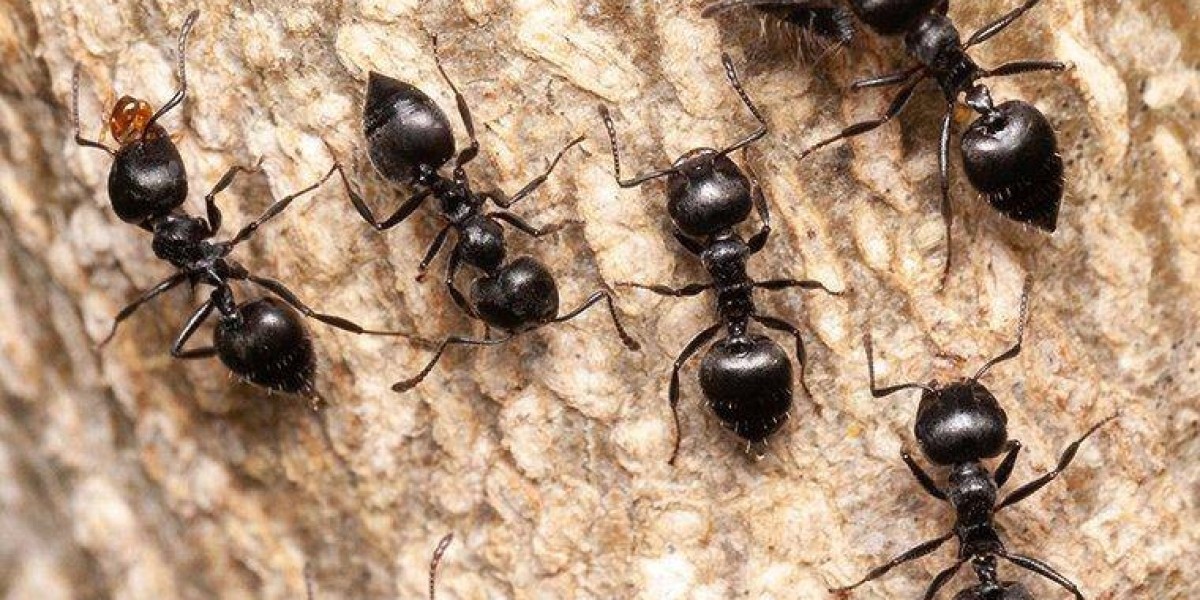 Ants Control in Melbourne