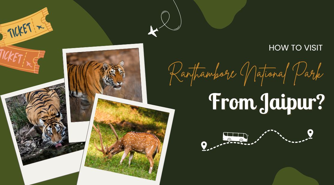 How to Visit Ranthambore National Park from Jaipur? | Eye Of The Tiger