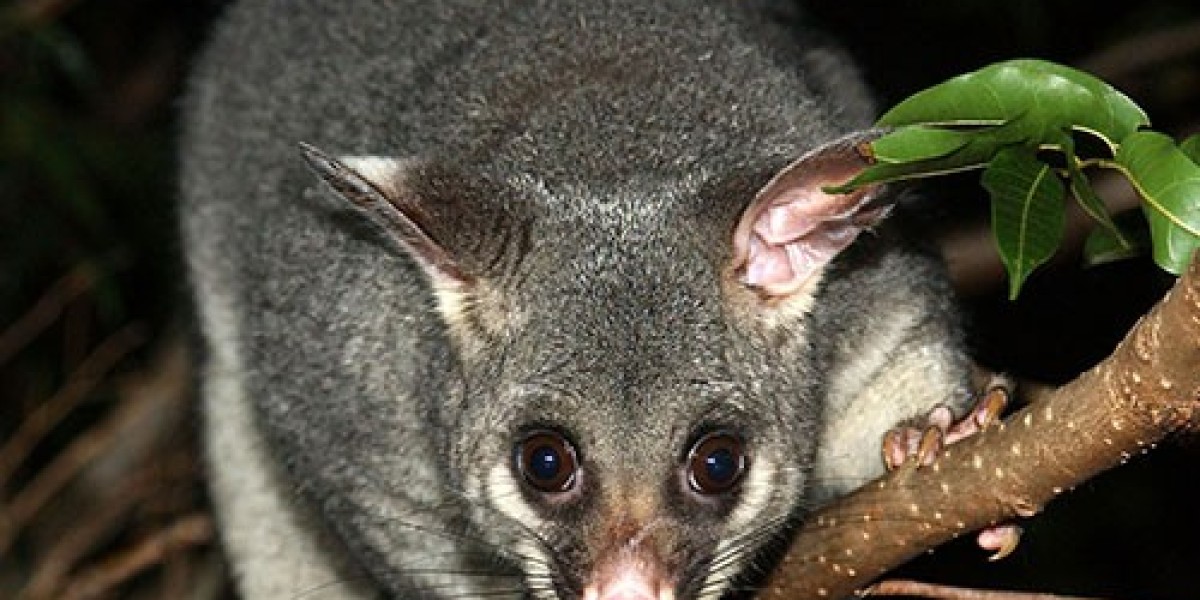 Possum Control in Melbourne