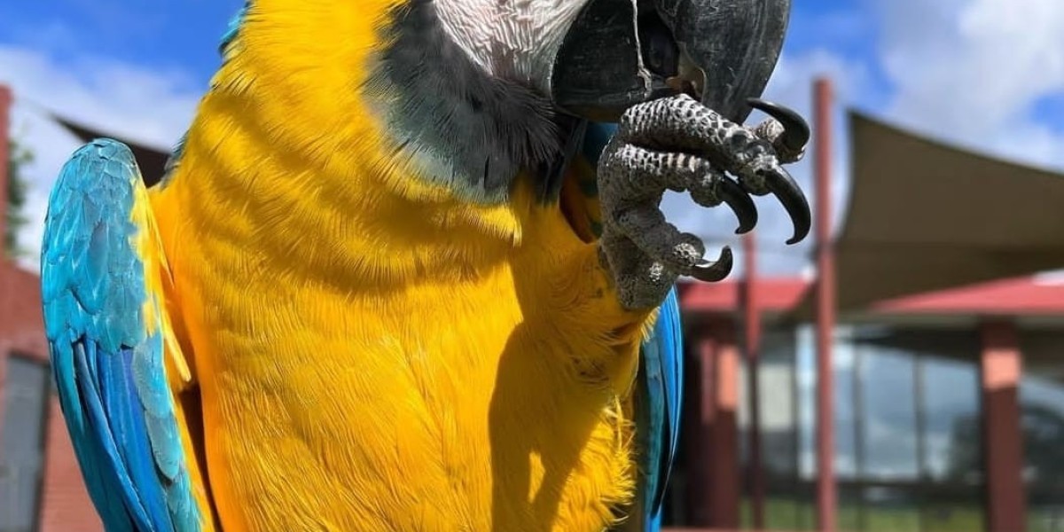 Nine Things That Your Parent Teach You About Melody Blue Spix Macaw